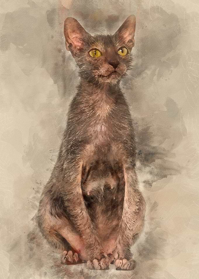 Lykoi cat also called the