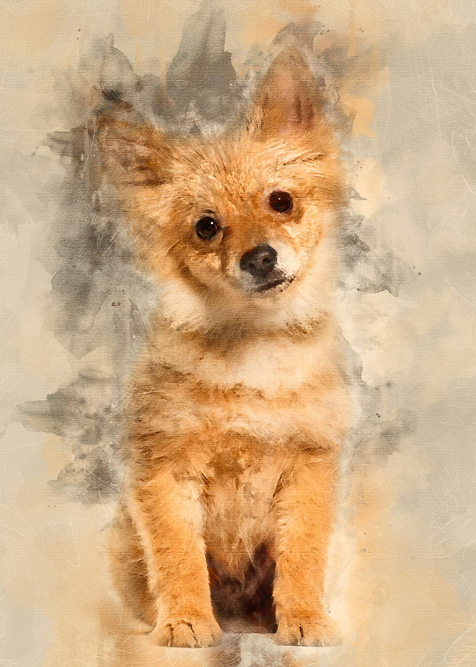 Pomeranian puppy 5 months