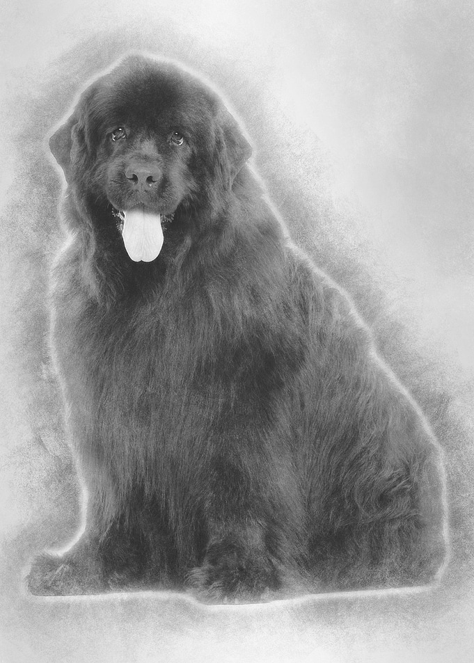 Newfoundland 4 years old s