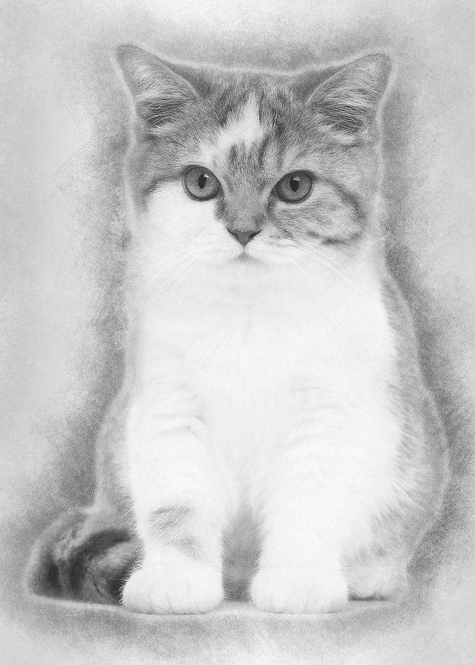 British Shorthair kitten 3