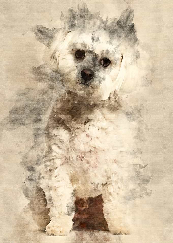 Maltese dog sitting agains