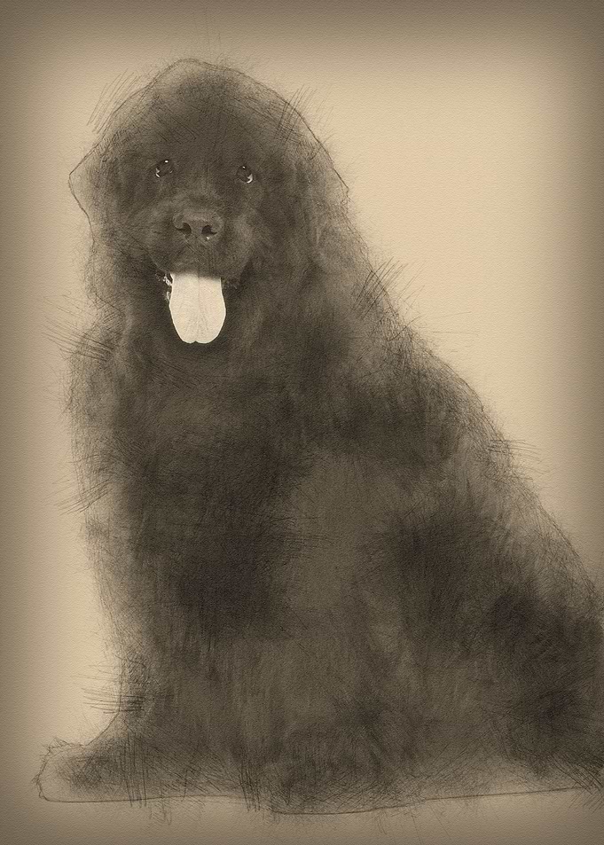 Newfoundland 4 years old s