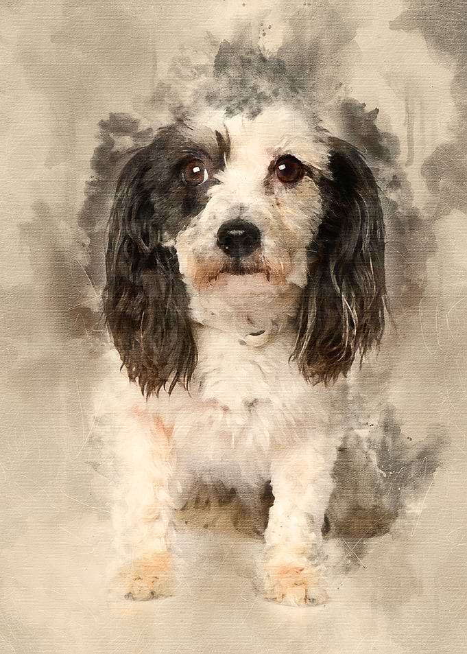 Harvanese Bichon 4 years o