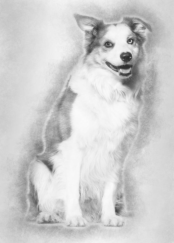 Border Collie sitting agai