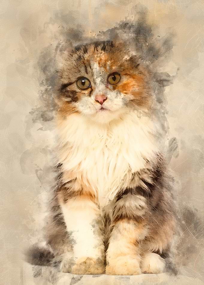 American Curl kitten 3 mon