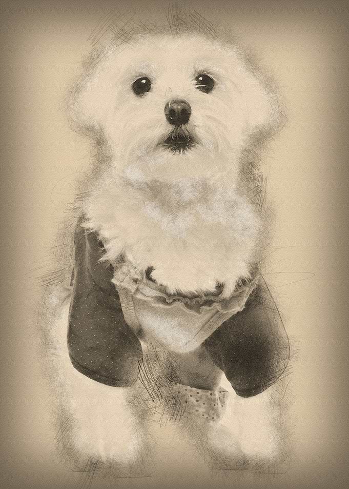 Maltese dressed up 3 years