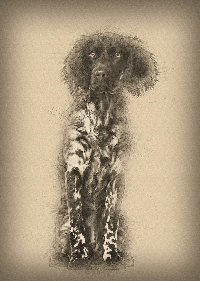 Munsterlander dog 9 month