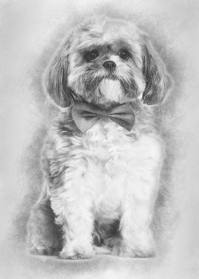 Lhasa Apso in bow tie agai