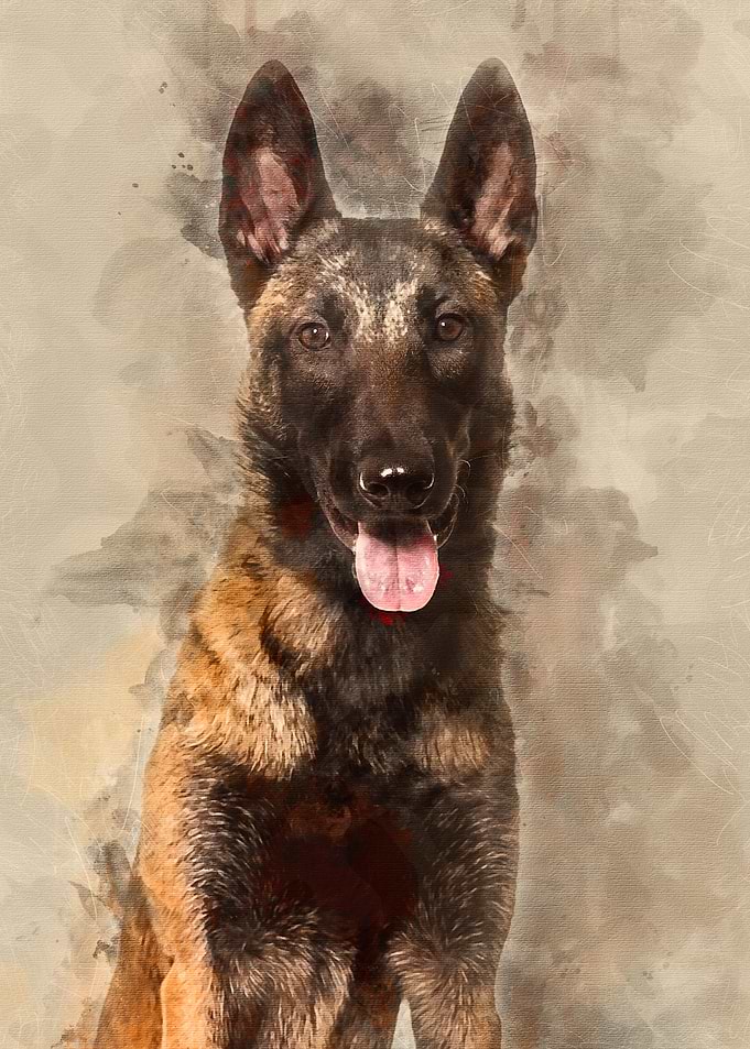 Malinois 1 year old sittin
