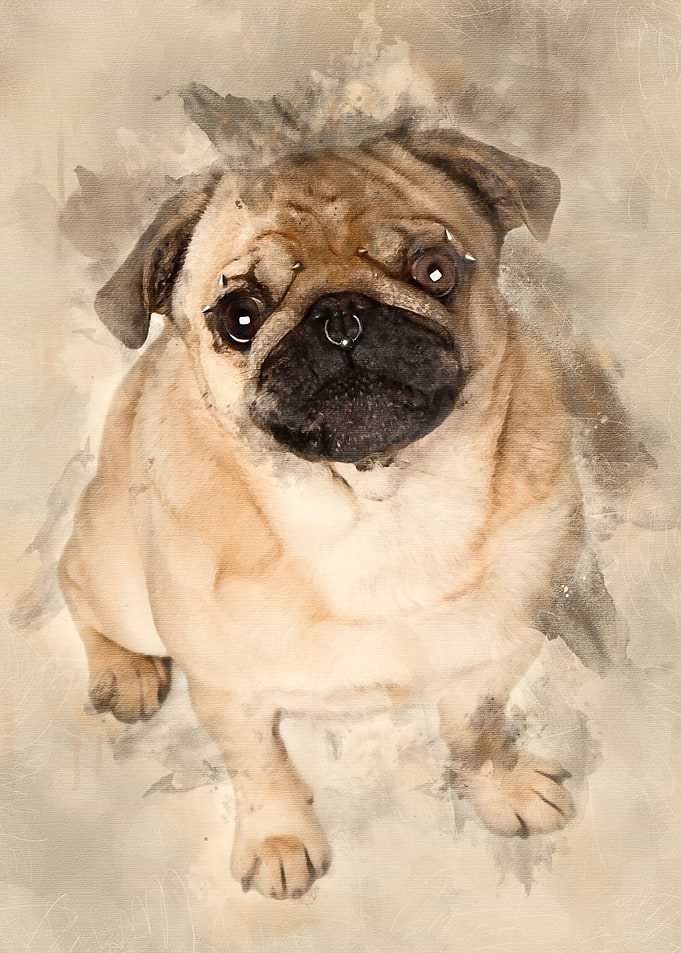 Portrait of pug with nose