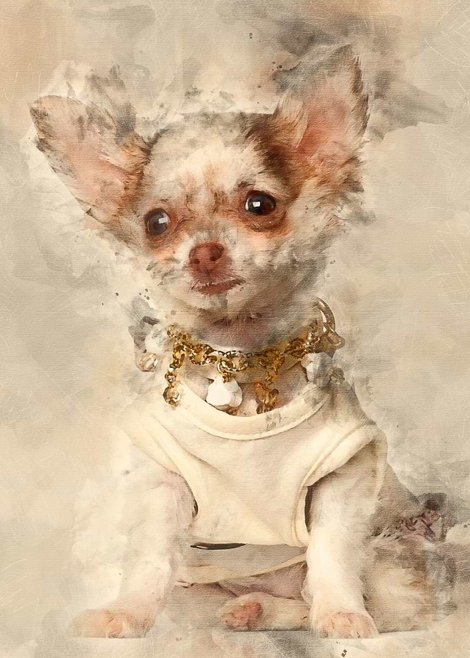 Chihuahua puppy 12 weeks o