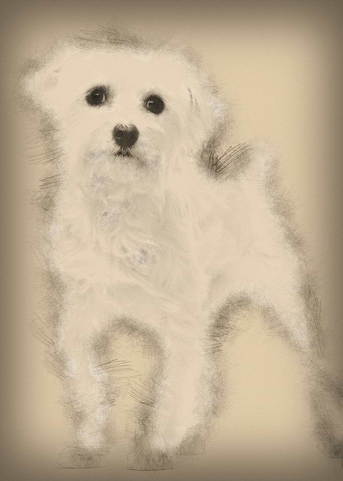 Maltese 1 year old standin