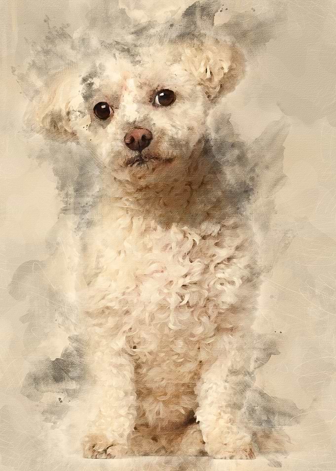 Bichon Fris 7 years old
