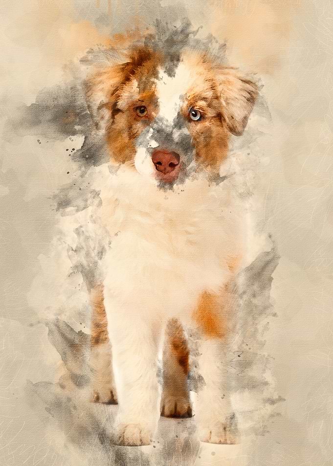 Australian Shepherd puppy