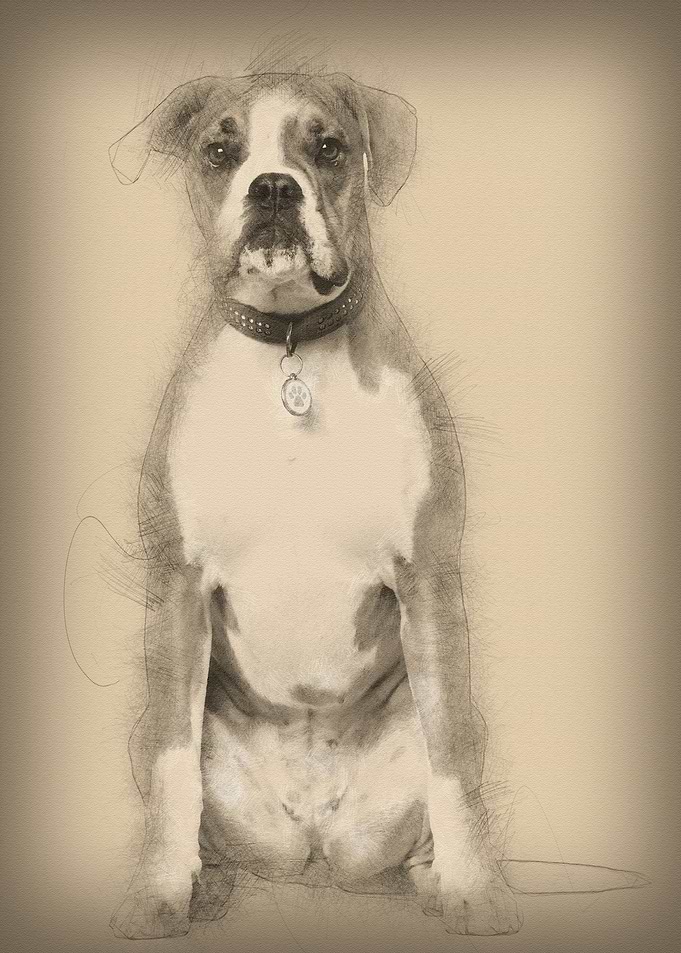 Portrait of Boxer 14 years
