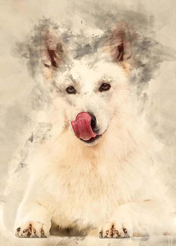 Swiss Shepherd dog 5 years