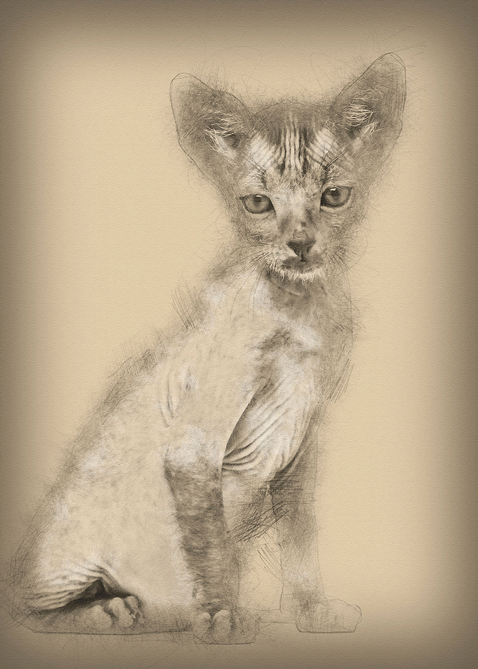 Kitten Lykoi cat 7 weeks o