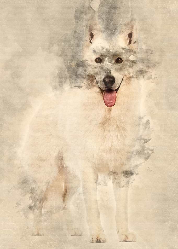 Swiss Shepherd dog 5 years