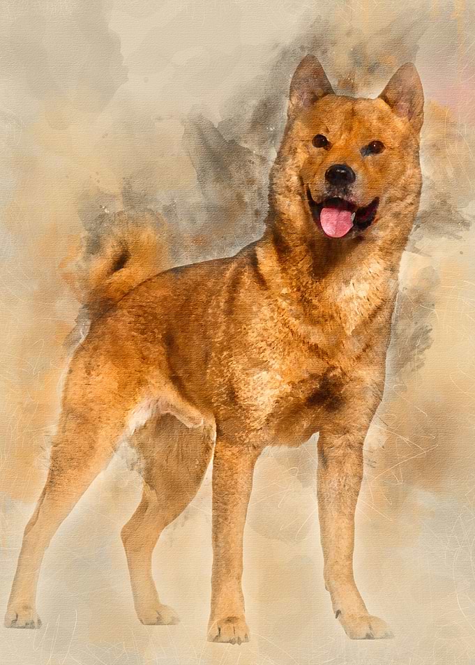 Shiba Inu standing in stud