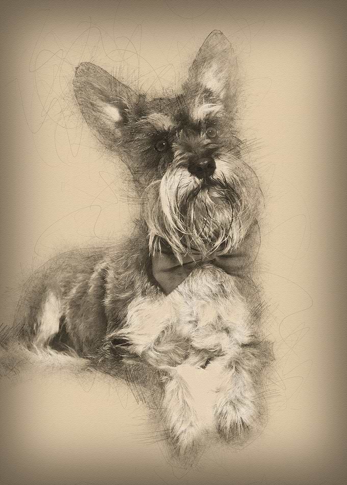 Schnauzer lying against wh