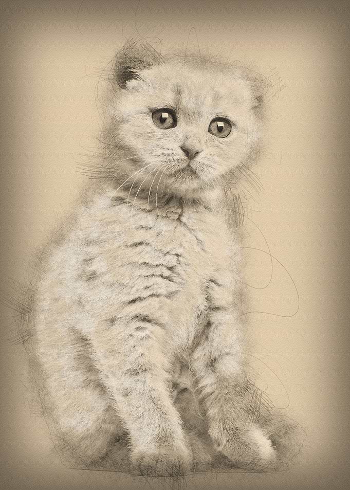 Portrait of Scottish Fold
