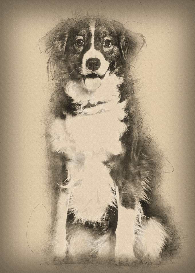 Mixedbreed dog 5 years ol