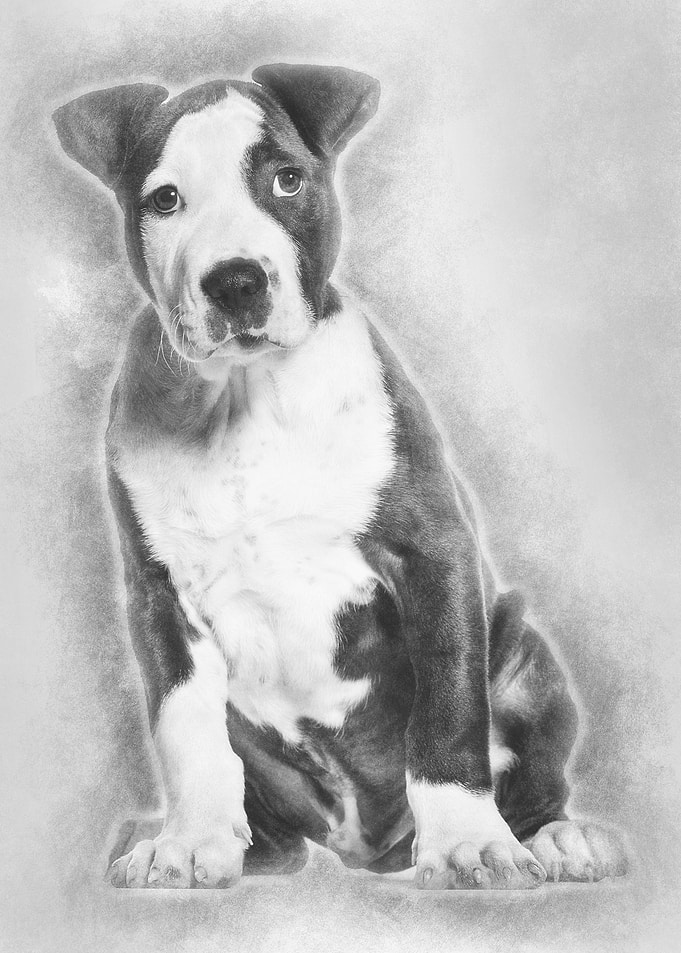 American Staffordshire Ter