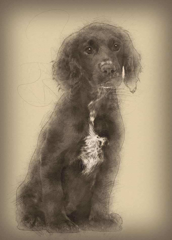 Working Cocker Spaniel sit