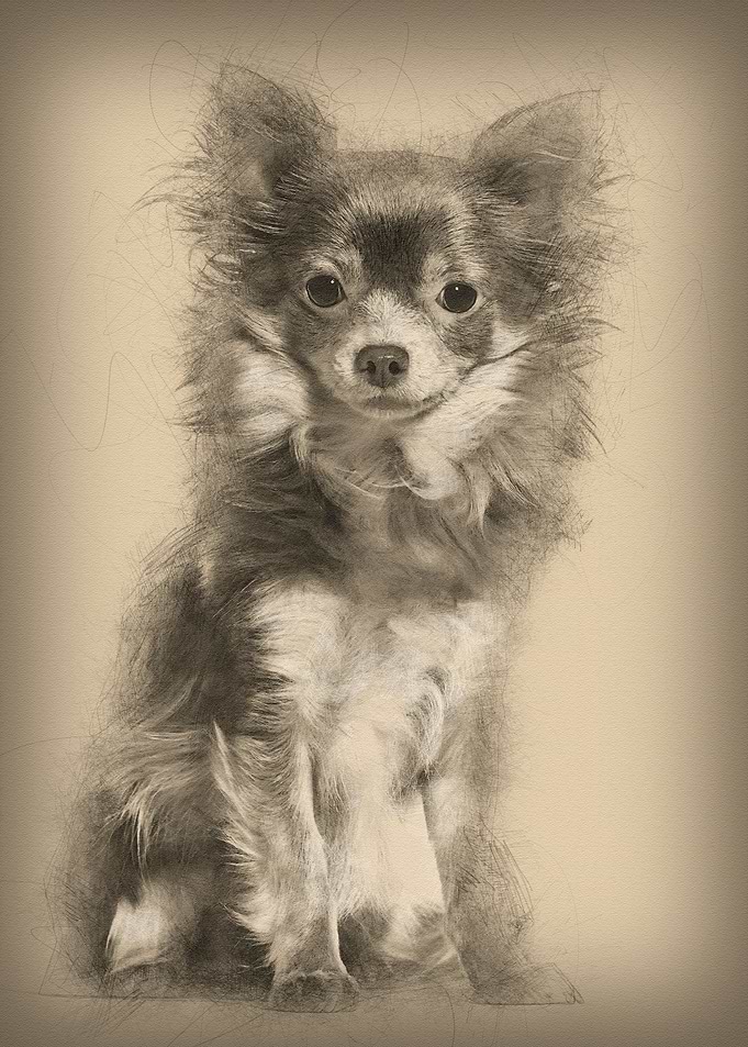 Mixed breed dog sitting ag