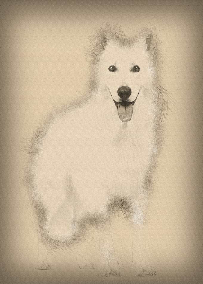 Swiss Shepherd dog 5 years