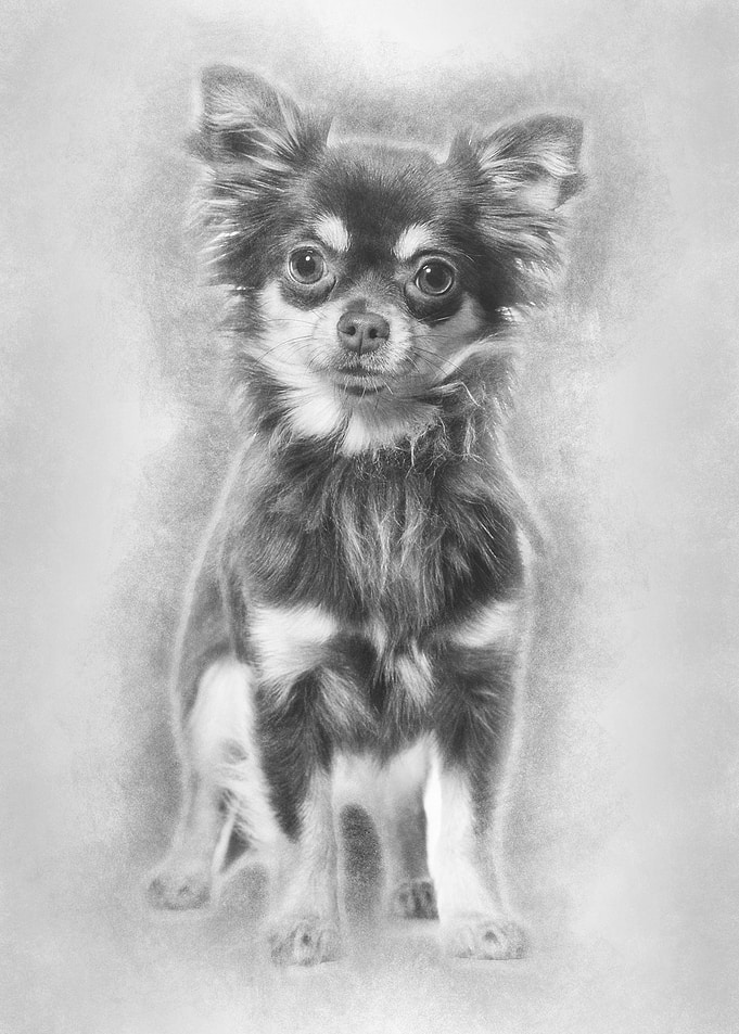 Chihuahua dog 1 year old s
