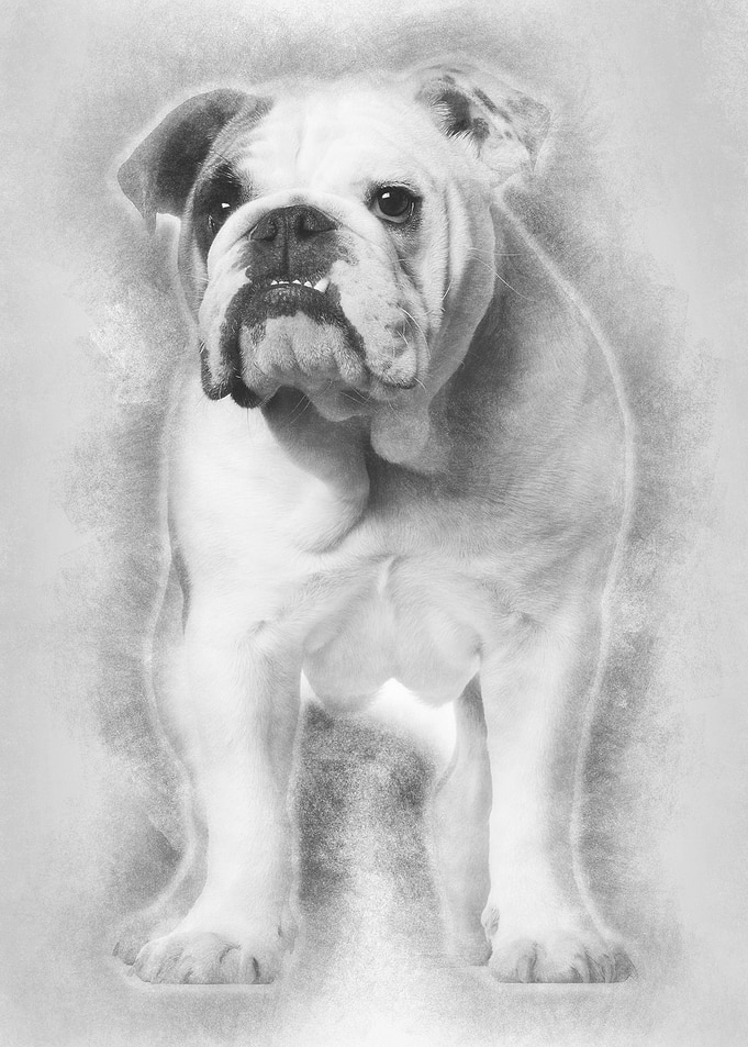 English bulldog 7 months o