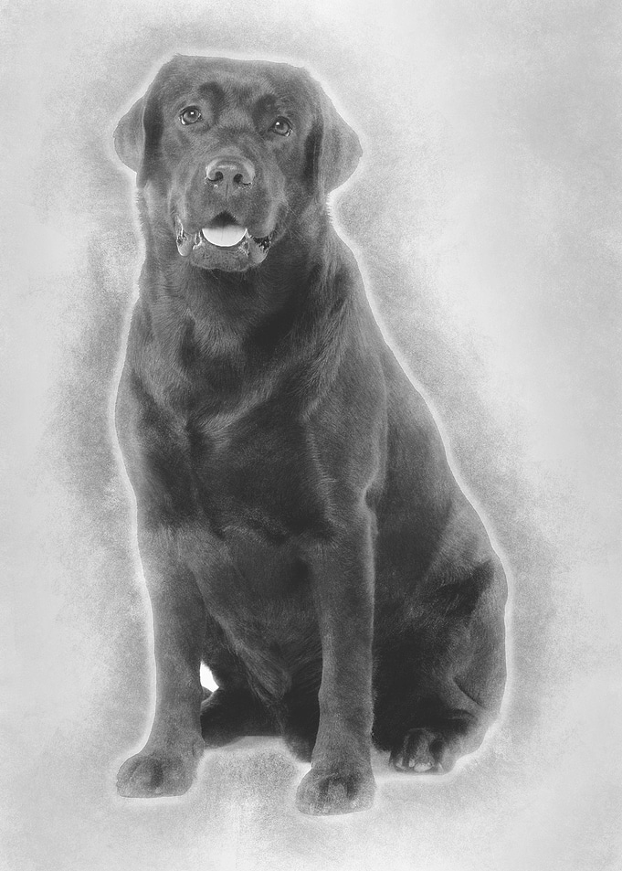 Black Labrador 22 months o