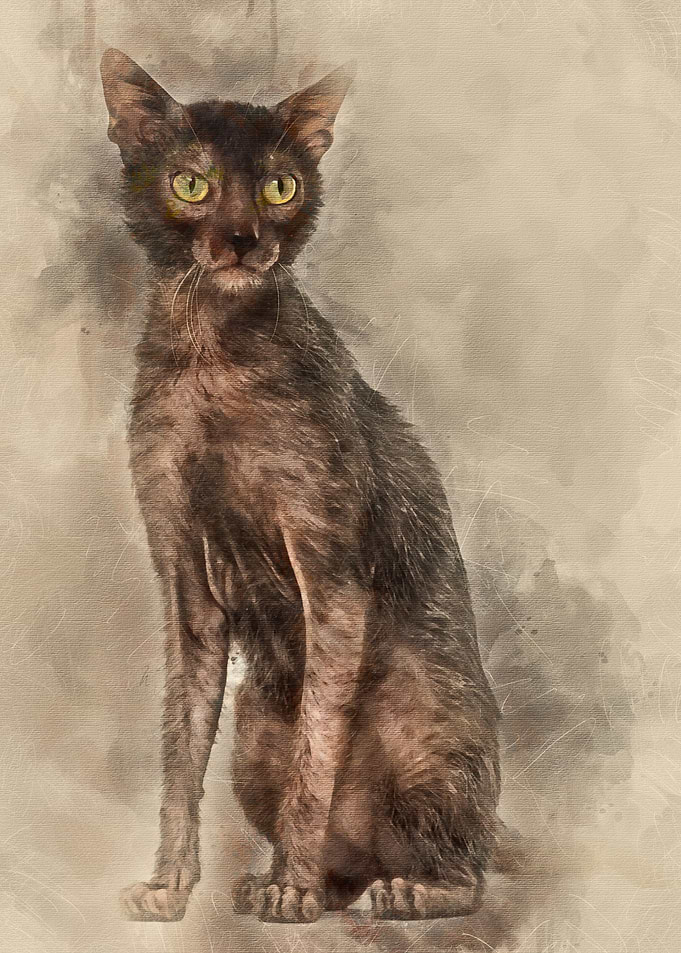 Lykoi cat also called the