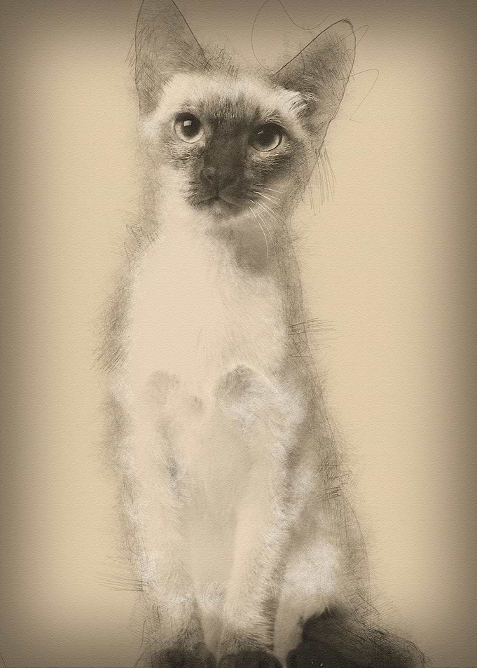 Thai kitten 5 months old s