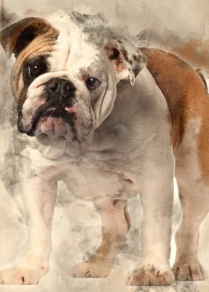 English bulldog 7 months o