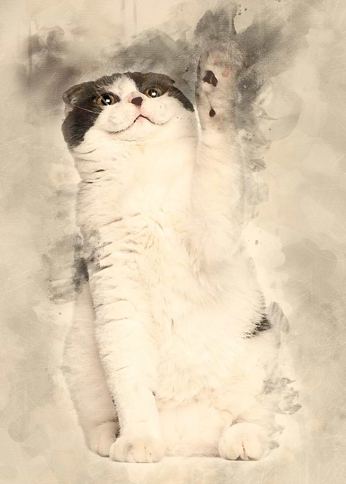 Scottish Fold 6 months old