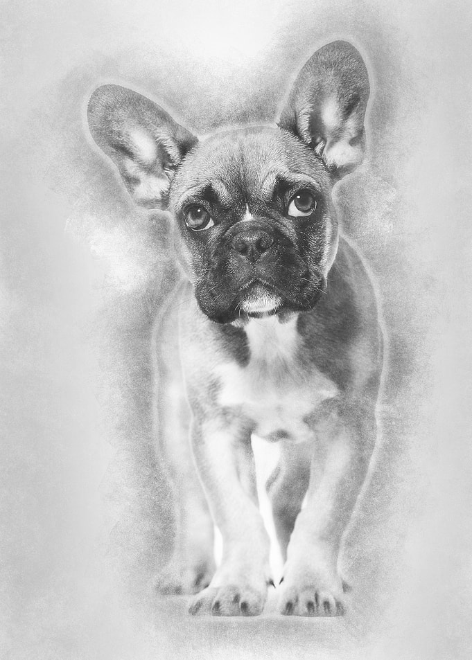 French Bulldog 5 months ol