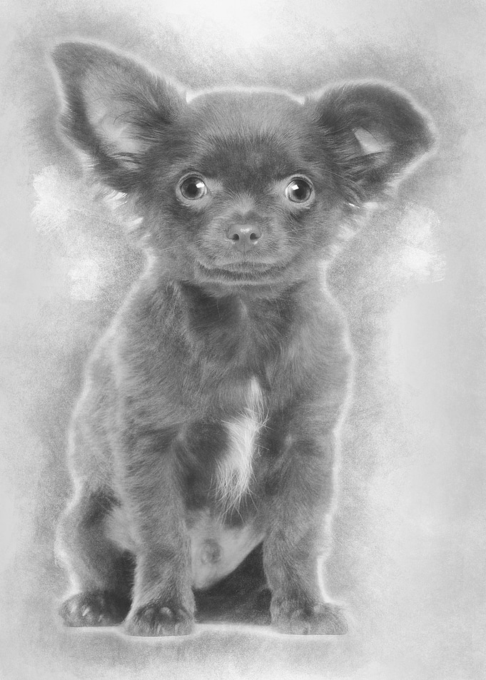 Chihuahua puppy 3 months o
