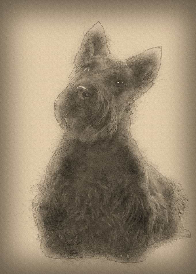 Scottish Terrier 20 months