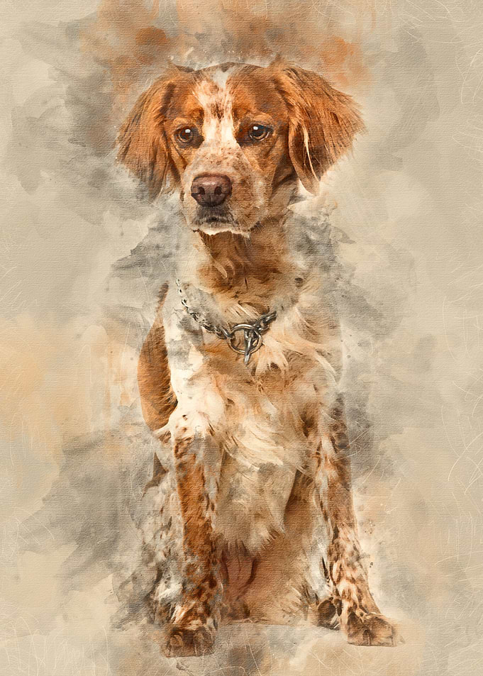Brittany dog sitting again