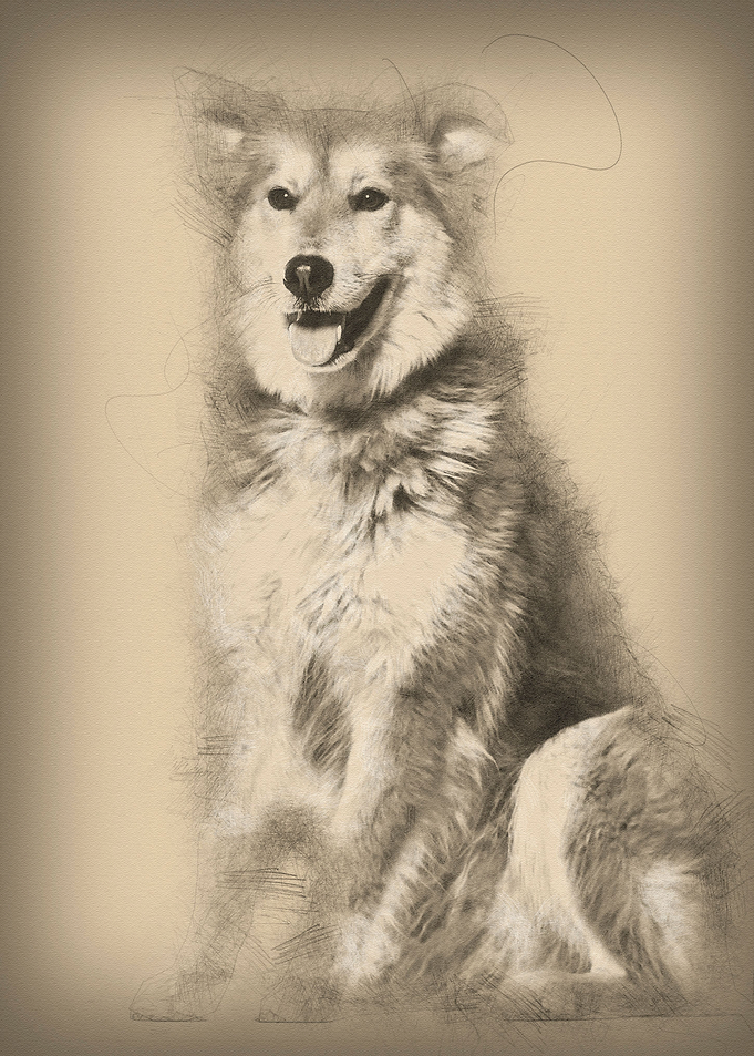 Mixedbreed dog 8 years old