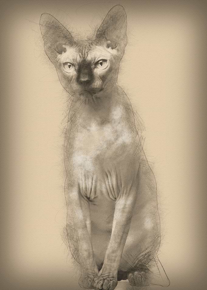 Sphynx cat 1 year old sitt