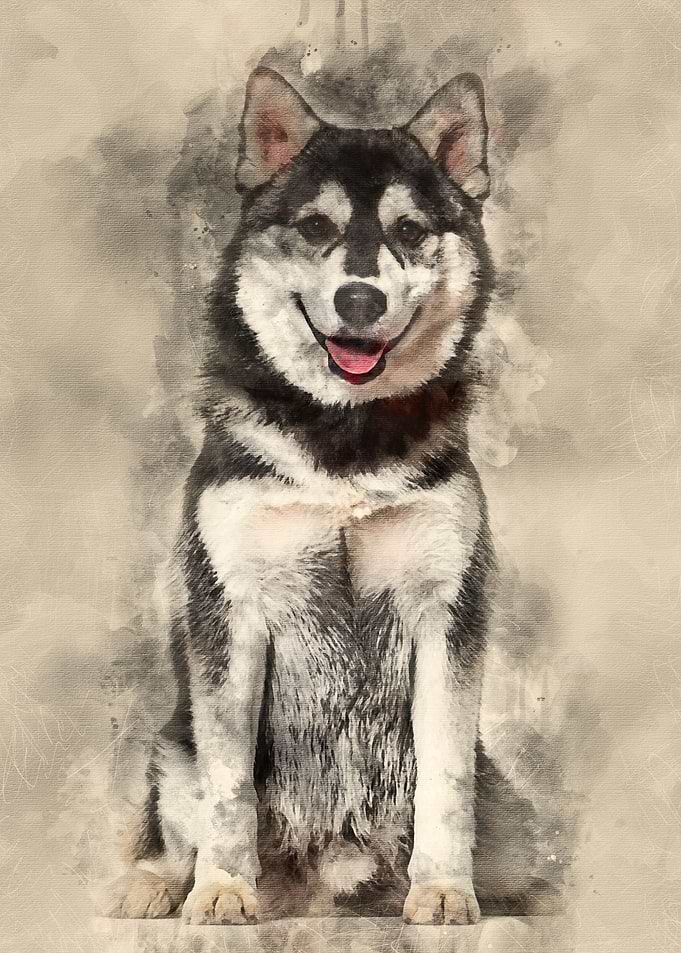 Pomsky dog sitting against