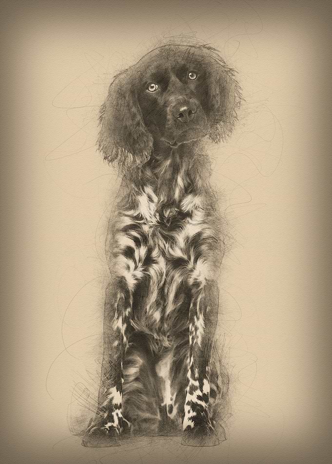Munsterlander dog 9 month