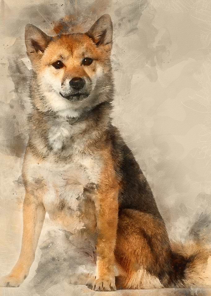 Shiba Inu 1 year old sitti