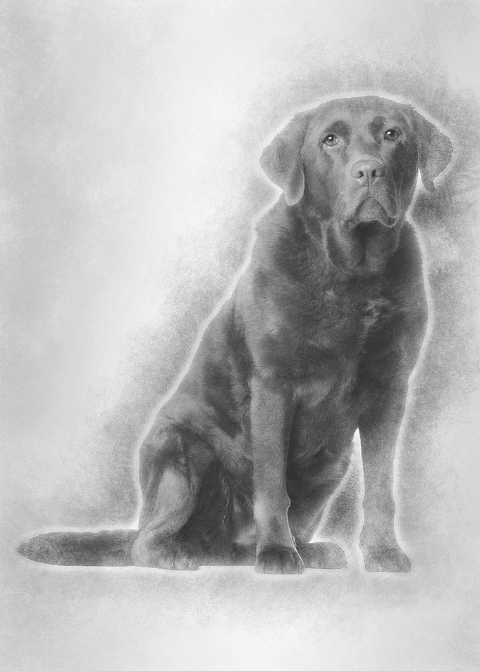 Labrador Retriever 8 years
