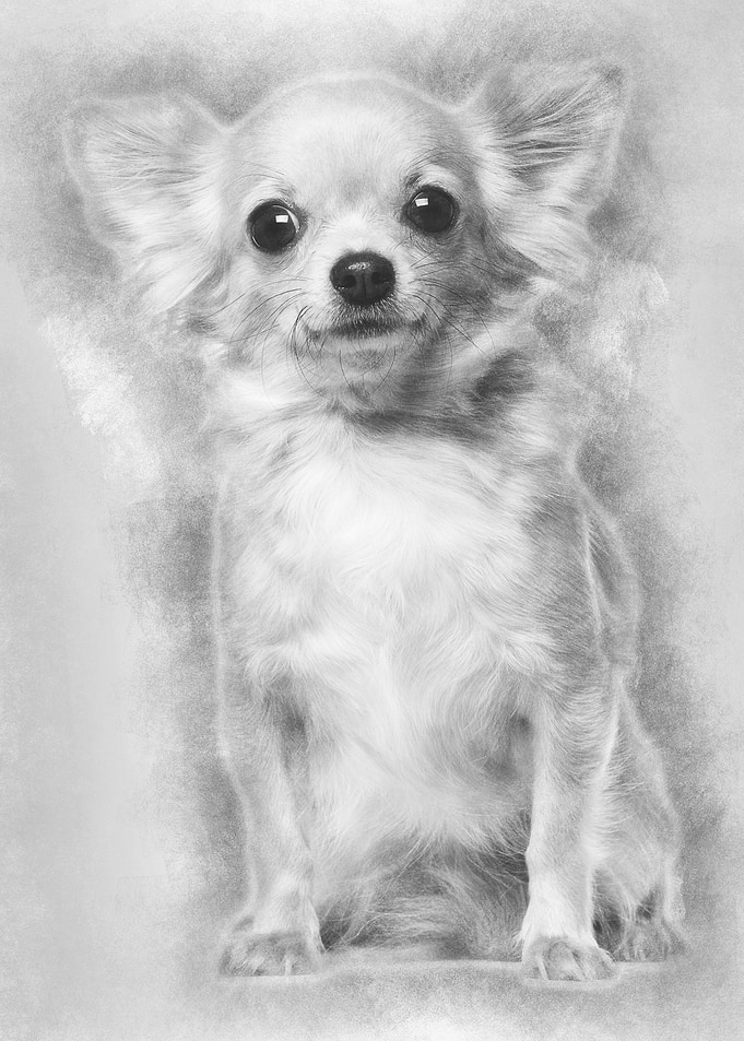 Chihuahua sitting and look
