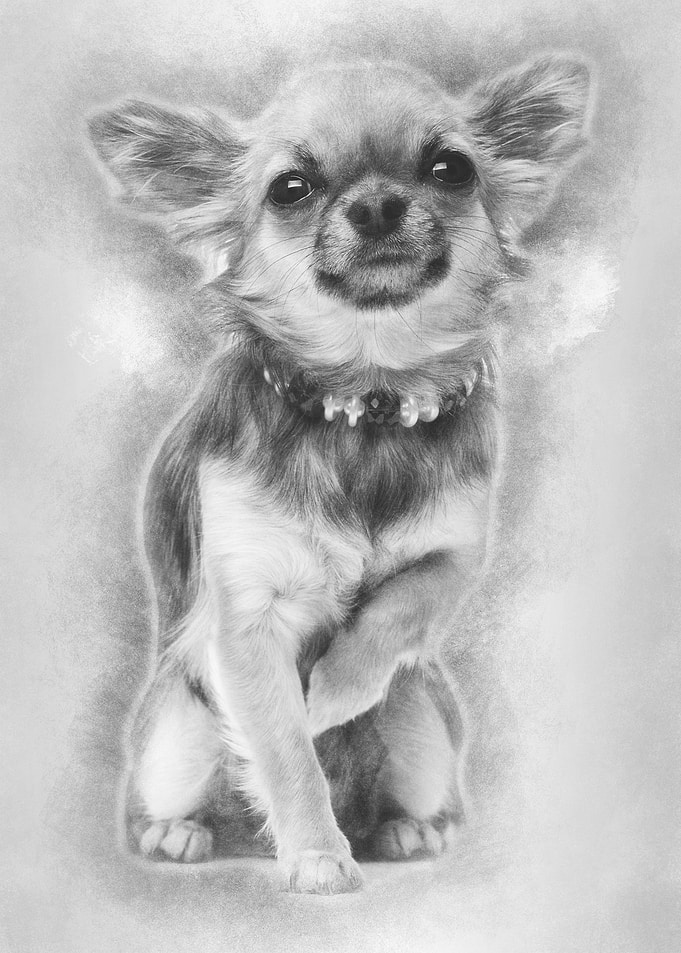 Chihuahua sitting and look