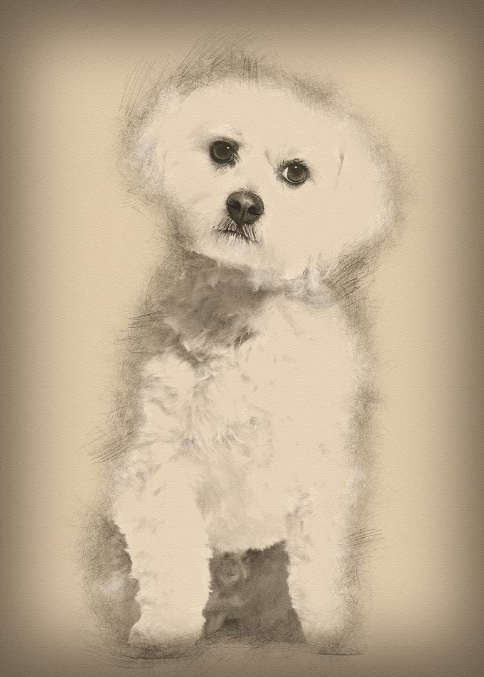 Maltese dog sitting agains